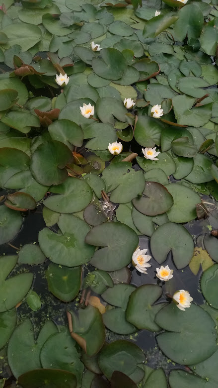 lilie wodne alba wśród dużych liści
